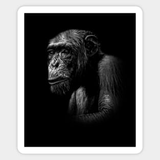 Chimpanzee Sticker